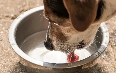 Dog drinking water