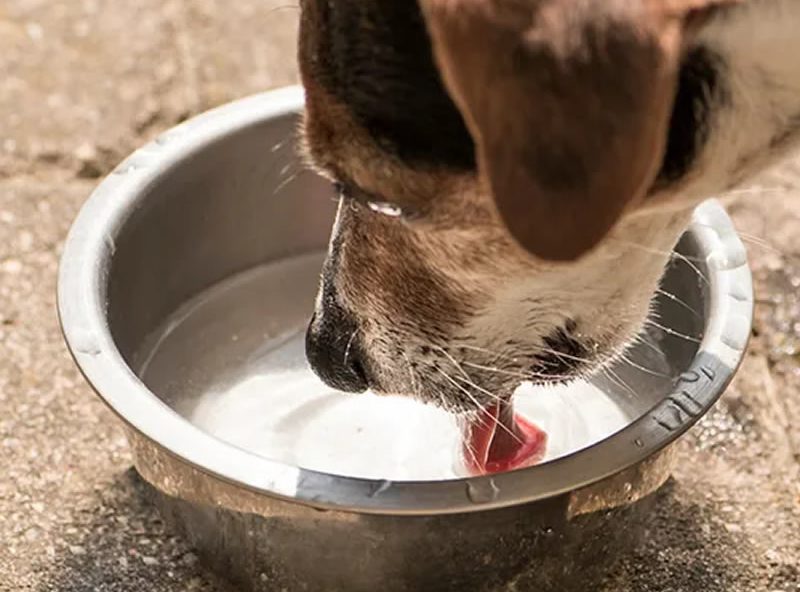 Dog drinking water