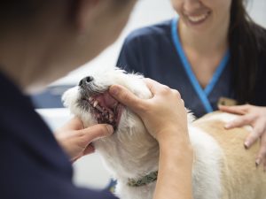 Dental Health Checks for dogs