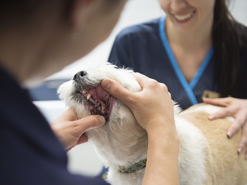 Pet Dental Checks