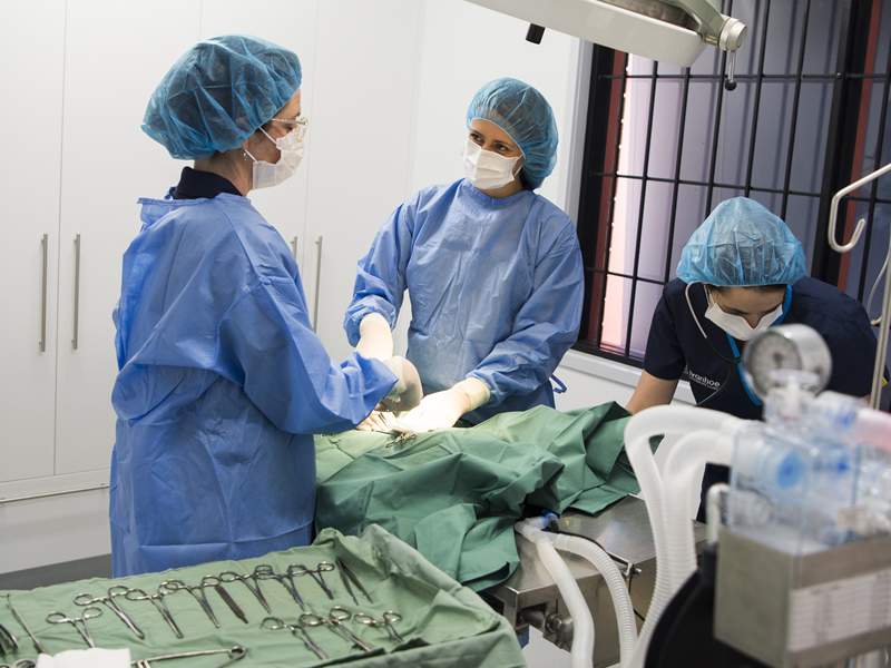 800-surgery Desexing pets