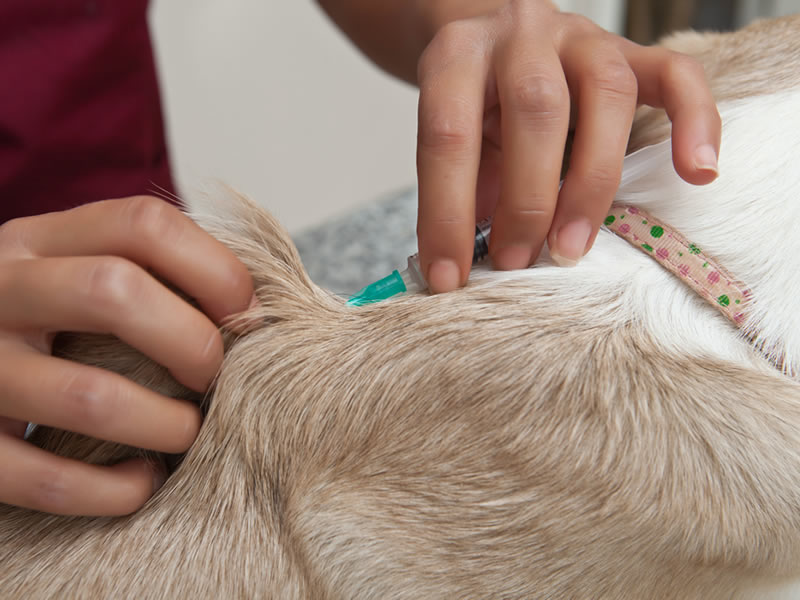 800-vaccination Pet Vaccination