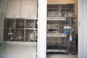 Dog and Cat Hospital Wards