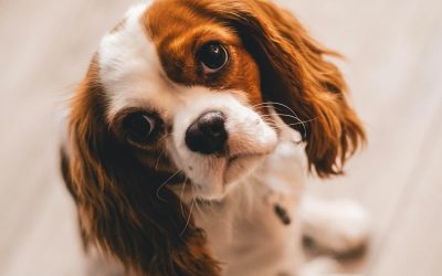 Cavalier king charles spaniel