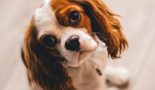 Cavalier king charles spaniel