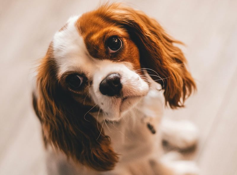 Cavalier king charles spaniel