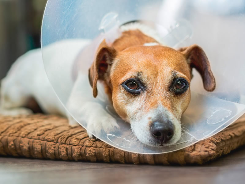 Pet Care After Surgery - Ivanhoe Veterinary Clinic